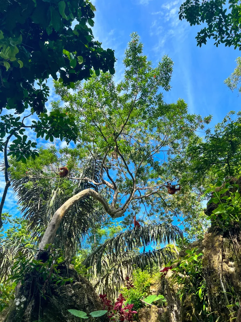 Top Activité Sumatra - Trekking Orang-outan